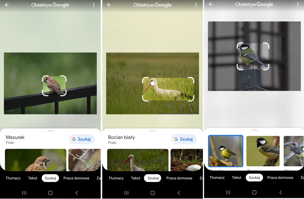 Google Lens również bezbłędnie rozpoznał wszystkie gatunki ptaków. Ale tym razem ze zdjęć