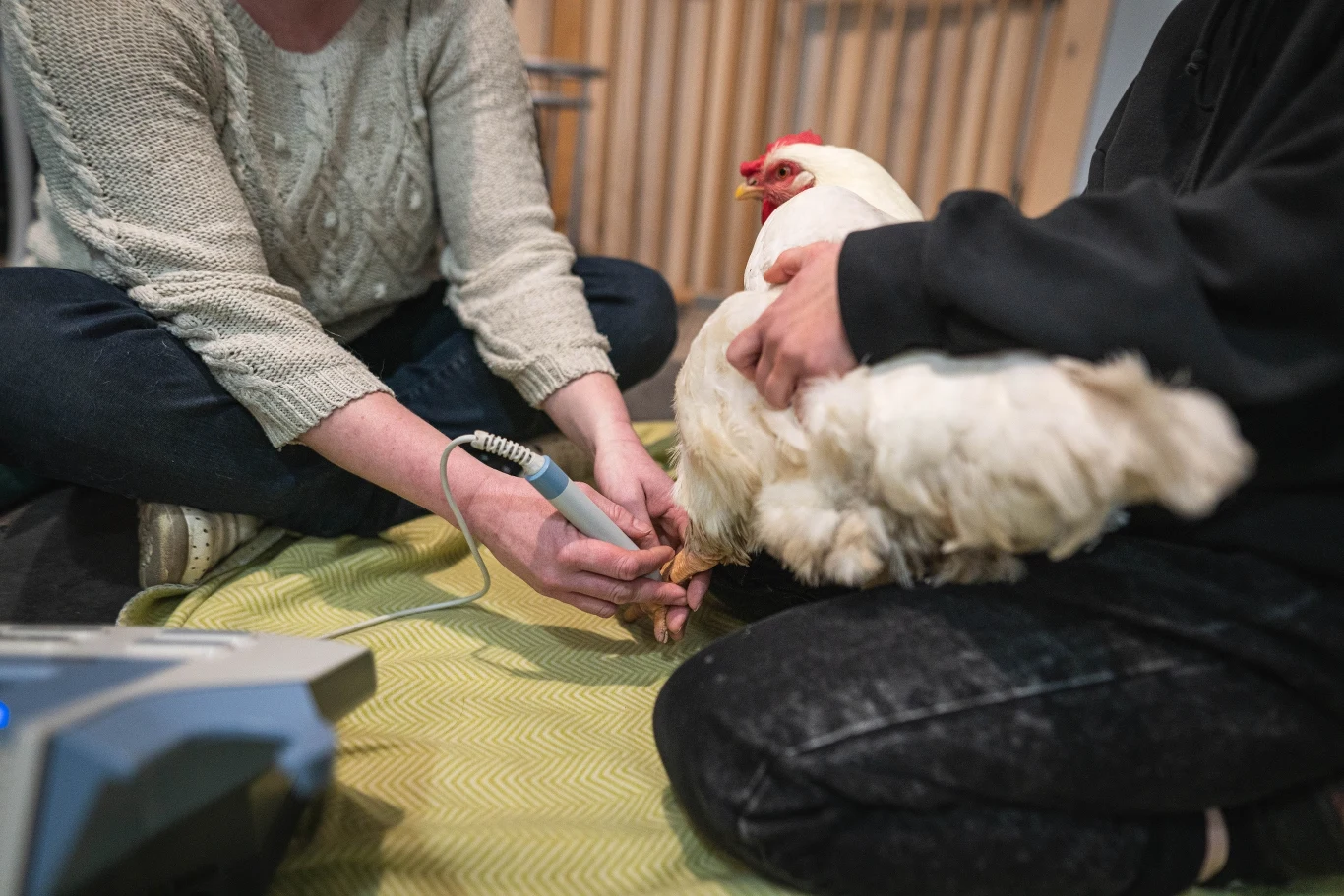 Rehabilitacja w azylu Kurza Łapka
