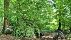 Szałas zbudowany w środku lasu przez poszukiwanego do odbycia kary więzienia 