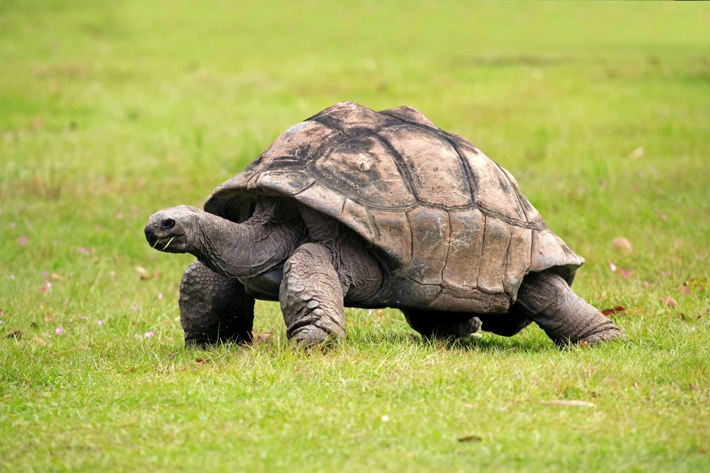 Niektóre żółwie mogą żyć nawet 200 lat. Naukowcy odkryli sekret, który sprawia, że te gady żyją aż tak długo