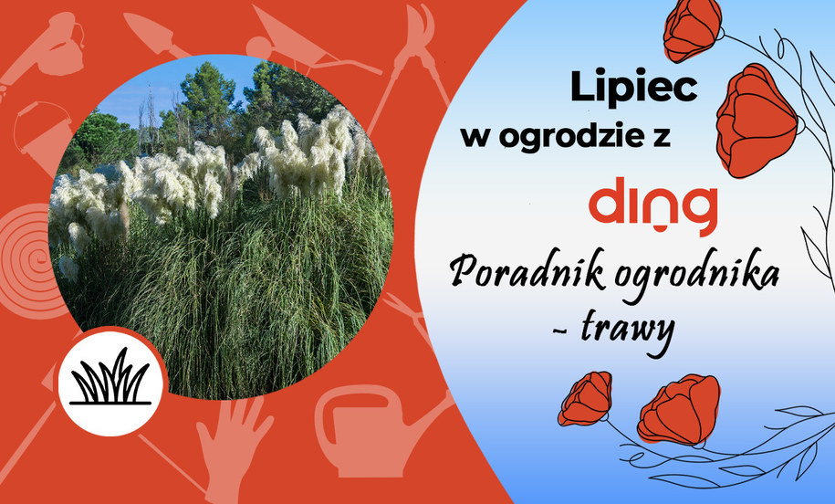 Trawy ozdobne Ozdobne trawy mogą upiększyć niejeden zakątek naszego ogrodu
