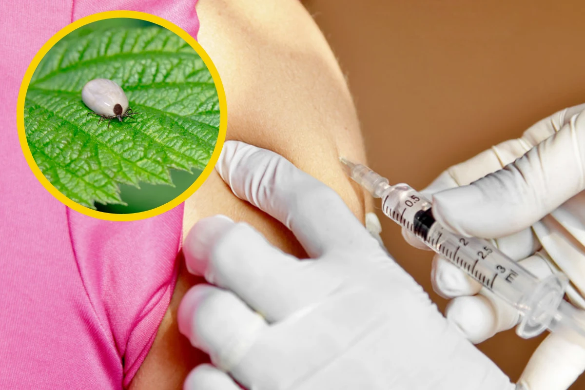 Nie ma leków, które zwalczyłyby wirus kleszczowego zapalenia mózgu. Przeciwko kleszczowemu zapaleniu mózgu można się jednak zaszczepić Nie ma leków, które zwalczyłyby wirus kleszczowego zapalenia mózgu. Przeciwko kleszczowemu zapaleniu mózgu można się jednak zaszczepić