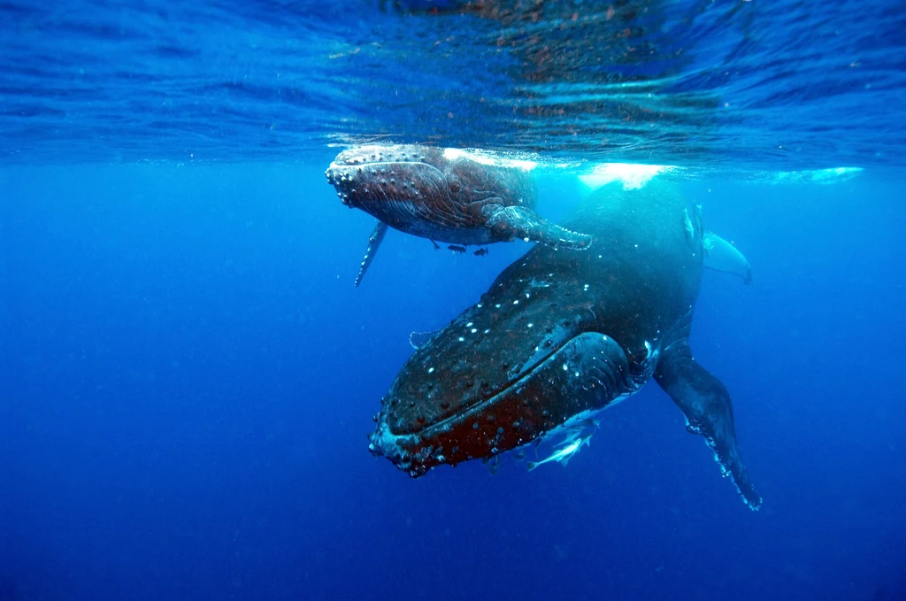 O tym, że humbaki to naprawdę niesamowite zwierzęta chyba nikogo nie trzeba przekonywać. Teraz jednak odkryto kolejną wyjątkową cechę tych ogromnych wielorybów. Jest ona związana z ich śpiewem