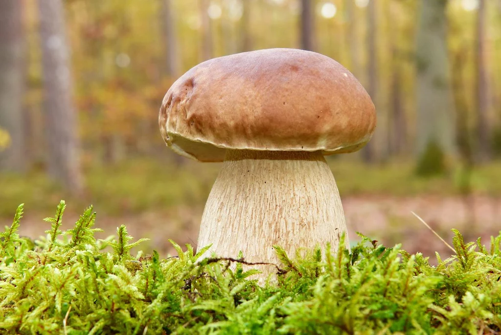 Borowik szlachetny, czyli jeden z najbardziej pożądanych grzybów występujących w polskich lasach