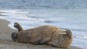 Mors odpoczywający na plaży