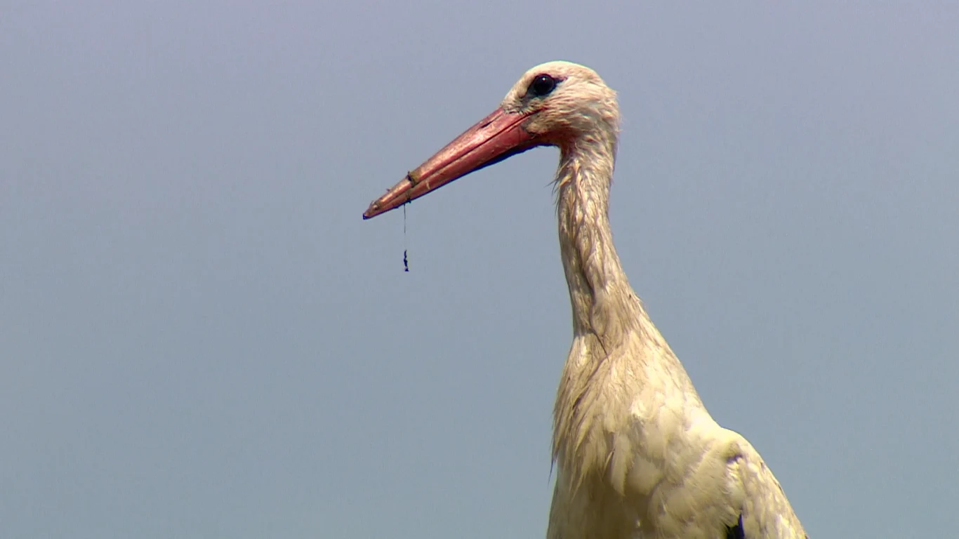 Mieszkańcy Tułowic w województwie mazowieckim mają nie lada problem. Ich domy i samochody atakuje... agresywny bocian Mieszkańcy Tułowic w województwie mazowieckim mają nie lada problem. Ich domy i samochody atakuje... agresywny bocian