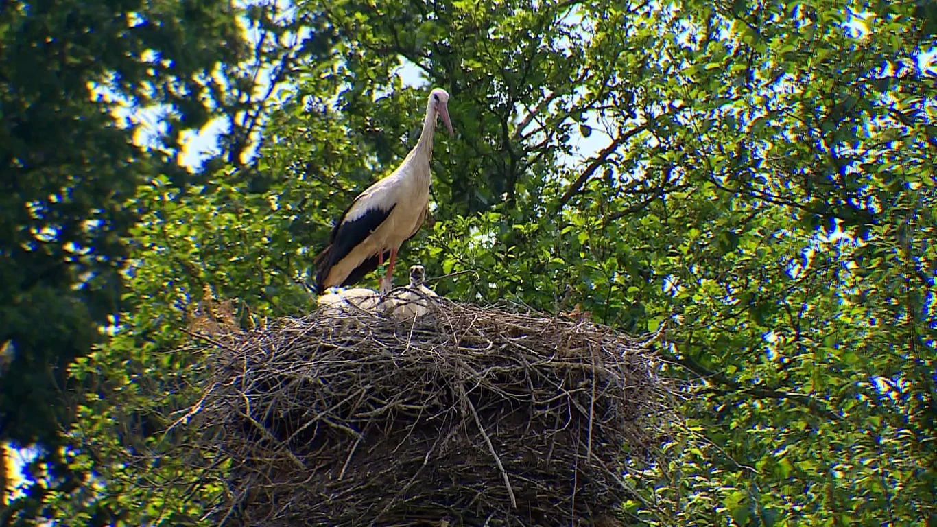 Ten niepozorny bocian uprzykrzył życie już wielu osobom. Niestety za wyrządzone przez niego szkody nie przysługuje odszkodowanie od Skarbu Państwa Ten niepozorny bocian uprzykrzył życie już wielu osobom. Niestety za wyrządzone przez niego szkody nie przysługuje odszkodowanie od Skarbu Państwa