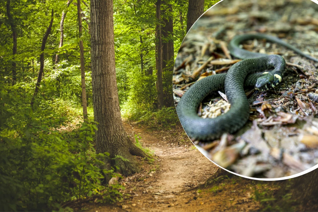 Zaskroniec to najpopularniejszy polski wąż, który nadal jest mylony ze żmijami zygzakowatymi