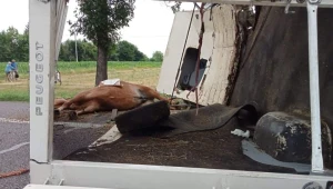 Konie jechały do rzeźni. Jeden zmarł na skutek wypadku  