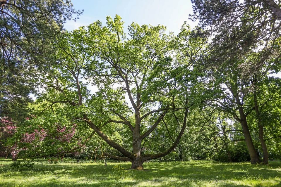 Dąb Fabrykant zwyciężył w konkursie Drzewo Roku 2022. Zagłosowało na niego ponad 5 tys. osób