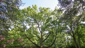 Drzewo Roku 2022. Wygrał dąb Fabrykant z Łodzi