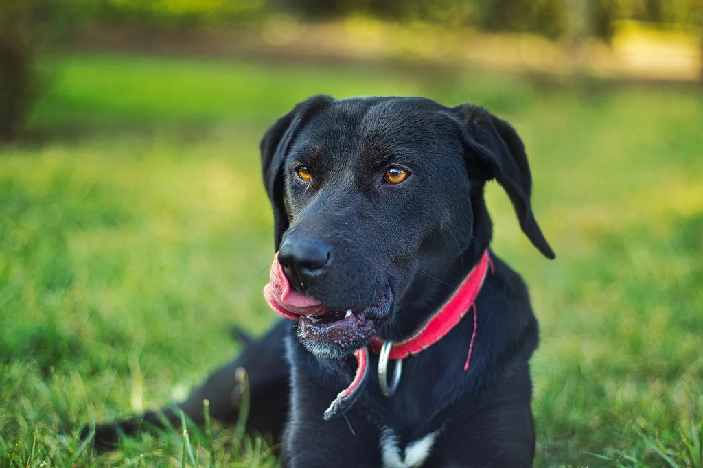 Psy są bardziej narażone na nowotwory jamy ustnej niż suki. Powód jest... dość osobliwy
