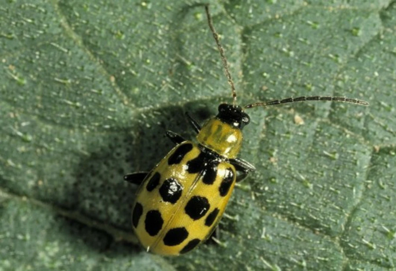 Plamisty chrząszcz ogórkowy