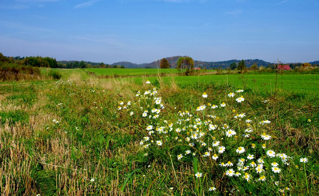 Przepis na piękne włosy rośnie na łąkach