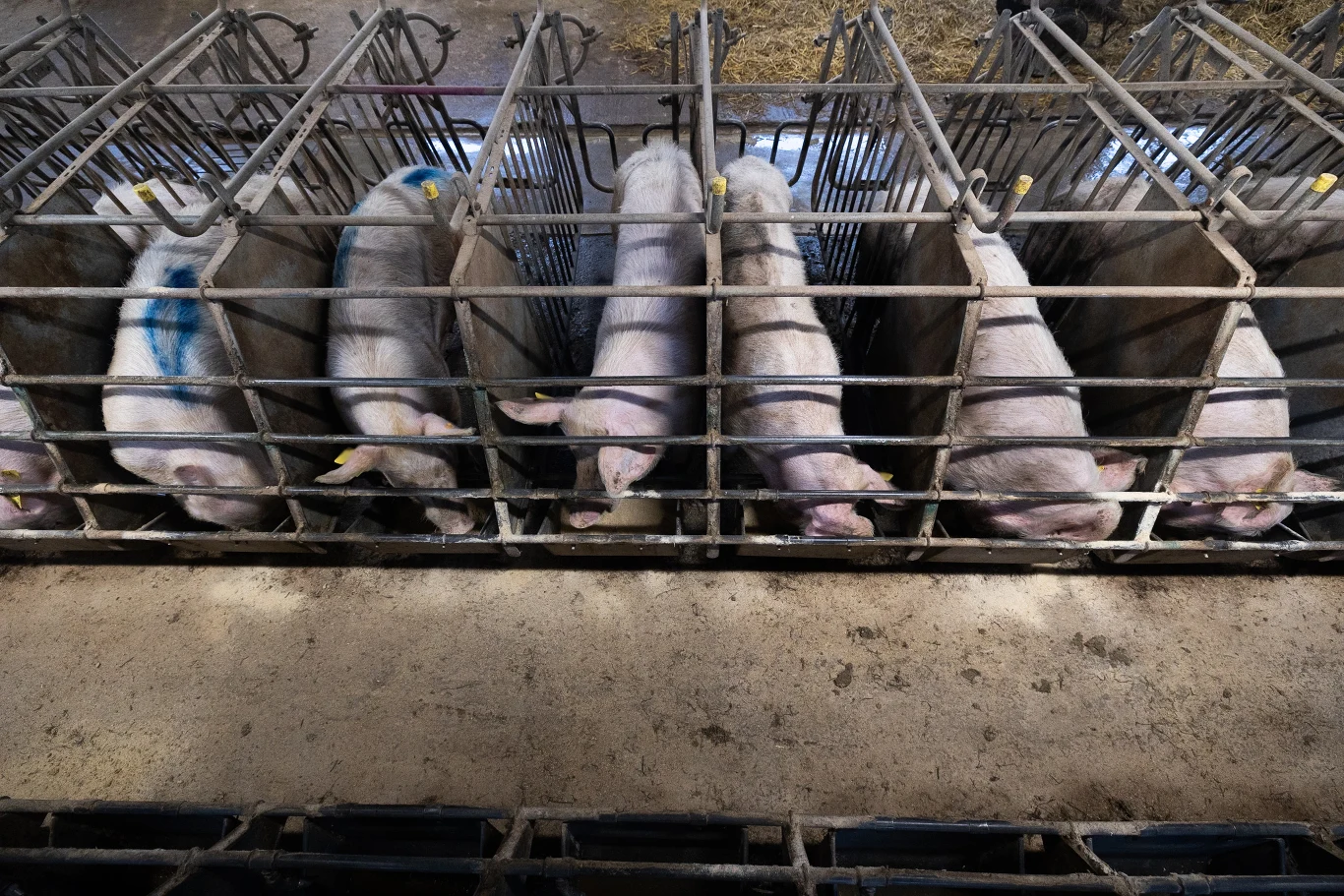 Wyczerpane i sfrustrowane zwierzęta gryzą kraty i wykazują zaburzenia spowodowane zamknięciem