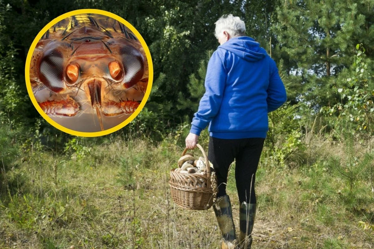 Komary, kleszcze, meszki - to dobrze nam znane zagrożenia z polskich lasów. Na co jeszcze powinniśmy uważać? Komary, kleszcze, meszki - to dobrze nam znane zagrożenia z polskich lasów. Na co jeszcze powinniśmy uważać?