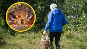Komary, kleszcze, meszki - to dobrze nam znane zagrożenia z polskich lasów. Na co jeszcze powinniśmy uważać?