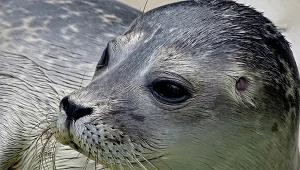 Foka zawędrowała trzy kilometry od oceanu
