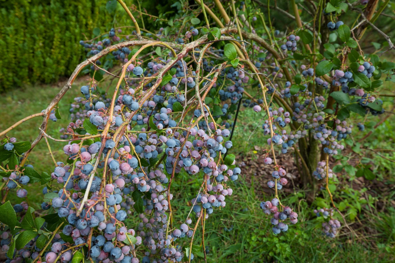 Uprawa borówki nie jest niczym skomplikowanym. Wystarczy znać kilka istotnych zasad