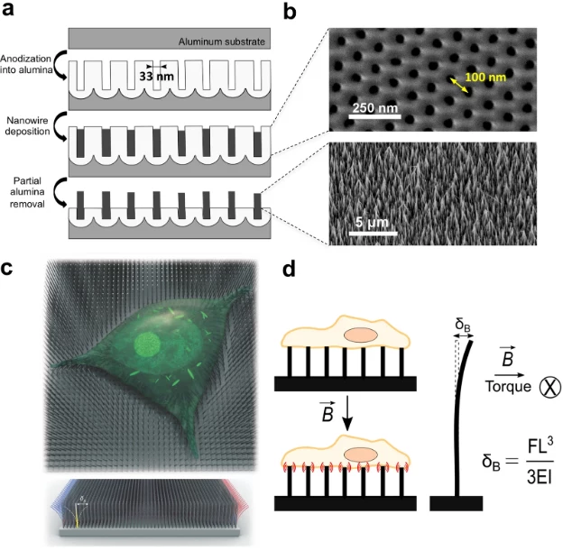 Nanodruty zwiększają tempo wzrostu kościotwórczych komórek macierzystych