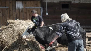 Rolnicy. Podlasie: Niesforne zwierzęta i kapryśna pogoda