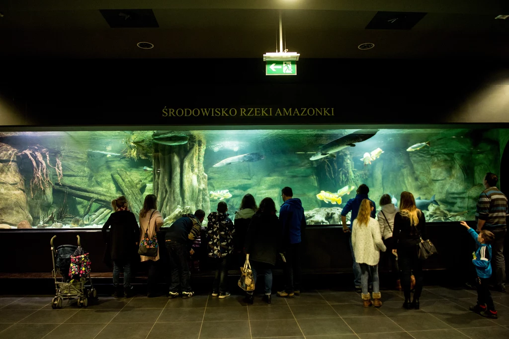 Palmiarnia w Gliwicach przyciąga rzesze zaciekawionych turystów