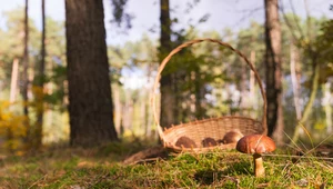 W polskich lasach pojawiły się już pierwsze grzyby
