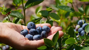 3 najzdrowsze owoce na świecie, które wyhodujesz we własnym ogródku