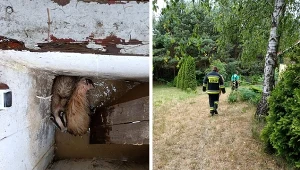 Dwa borsuki utknęły w studzience