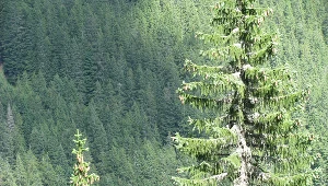 Do 29 lipca 2022 r. są przyjmowane wnioski o dopłaty do lasów prywatnych 