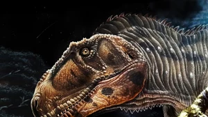Odkryto nowy gatunek dinozaura przypominający tyranozaura
