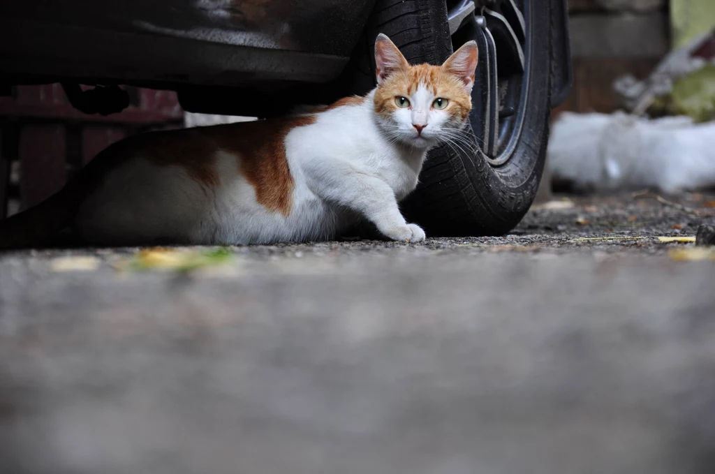 Kobieta przeprowadziła się do nowego domu i znalazła bezdomne koty