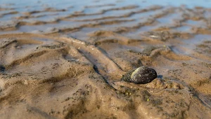Z uwagi na martwe szczeżuje zamknięto kąpielisko w Nieliszu