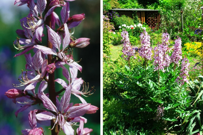 Dyptam jest popularny w domowych ogrodach oraz na działkach rekreacyjnych, w Polsce objęty jest ochroną Dyptam jest popularny w domowych ogrodach oraz na działkach rekreacyjnych, w Polsce objęty jest ochroną