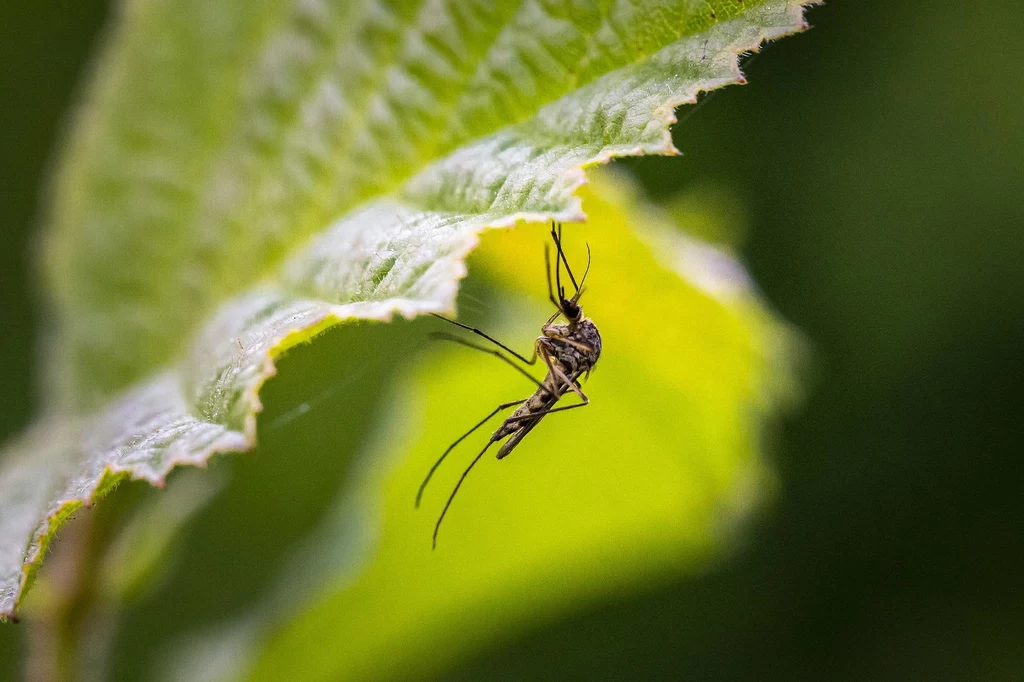 Jak pozbyć się komarów z domu i ogrodu? Dobrym pomysłem jest posadzenie roślin, które je odstraszają