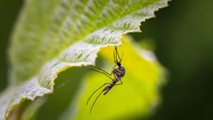 Co odstrasza komary? Rośliny, które warto mieć w ogrodzie lub na parapecie