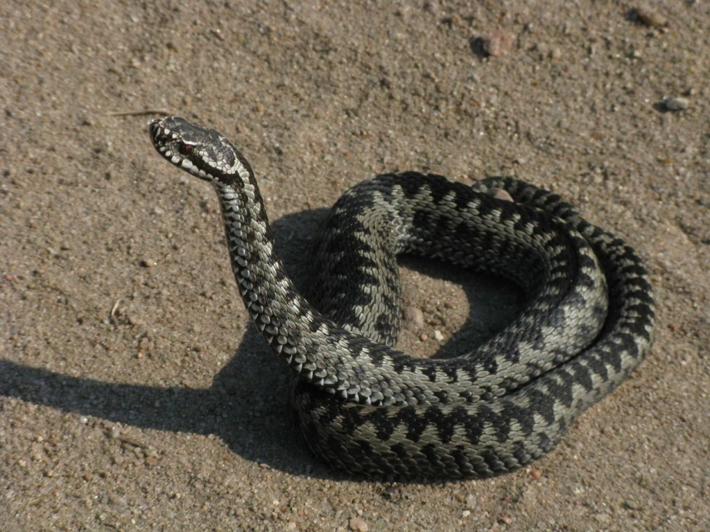 Żmija zygzakowata wygrzewa się na piaszczystej drodze. Jedyny jadowity wąż w Polsce różni się od niegroźnego zaskrońca.