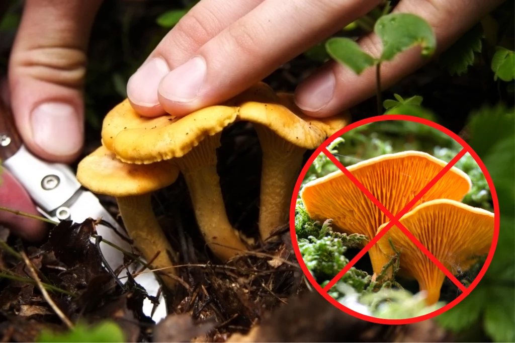 Niektóre gatunki grzybów mają swoich "trujących braci bliźniaków". Czy odróżnisz jadalnego od trującej podróbki?