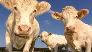 Mikroplastik wykryty w mięsie, mleku i krwi zwierząt hodowlanych