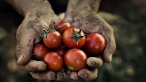 Zdjęcie ilustracyjne. Jak rozliczyć najlepiej pracę sezonową?