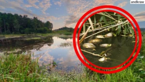 Niezwykłe zjawisko w lubelskim. Niewiarygodne co wypłynęło z wody