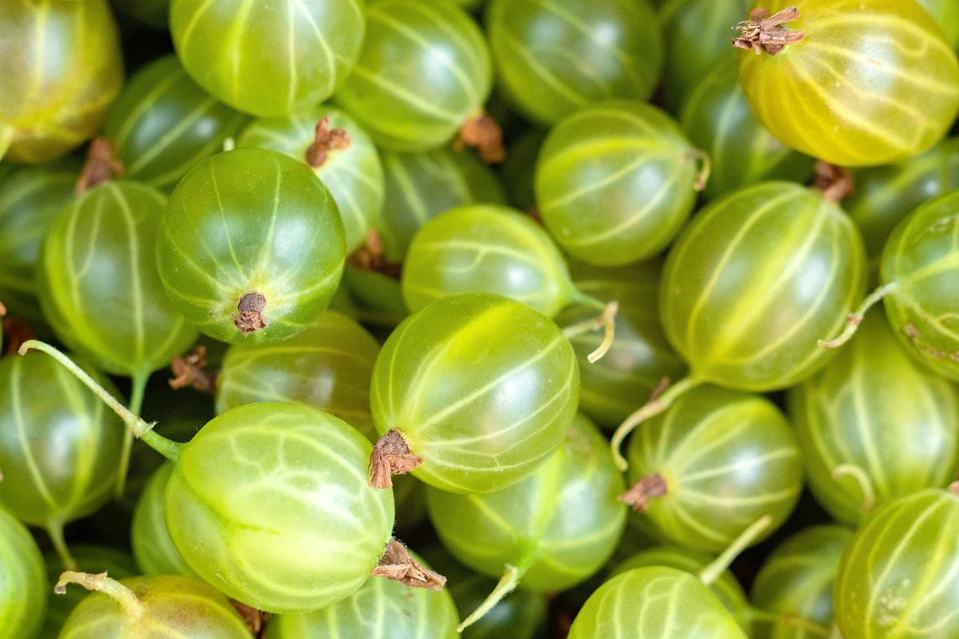 Do przygotowania nalewki z agrestu potrzeba pięciu składników