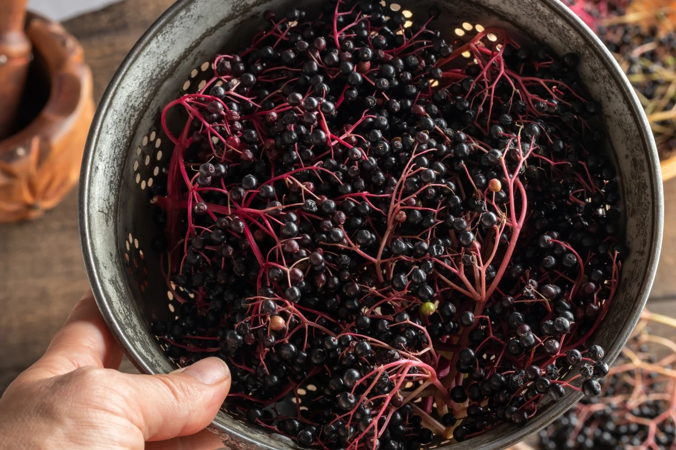 Owoce czarnego bzu w postaci surowej są toksyczne i koniecznie wymagają obróbki termicznej.