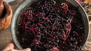 Owoce czarnego bzu mają wiele cennych właściwości. Można zrobić z nich np. sok lub syrop