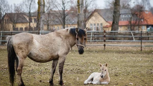 Konie stoją na granicy od soboty.