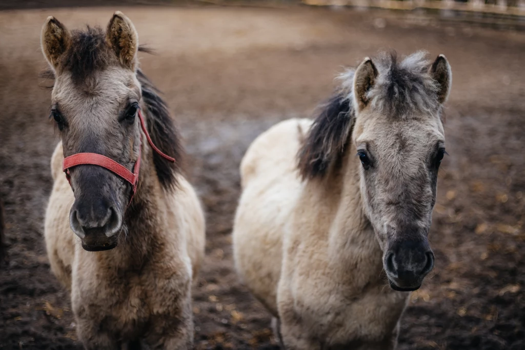 Konik może ważyć od 300 do ok. 400 kg