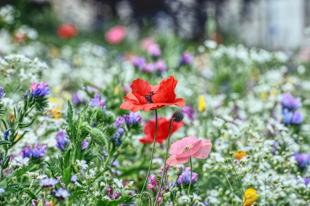 Łąka kwietna w ogrodzie może składać się z różnych gatunków kwiatów i traw