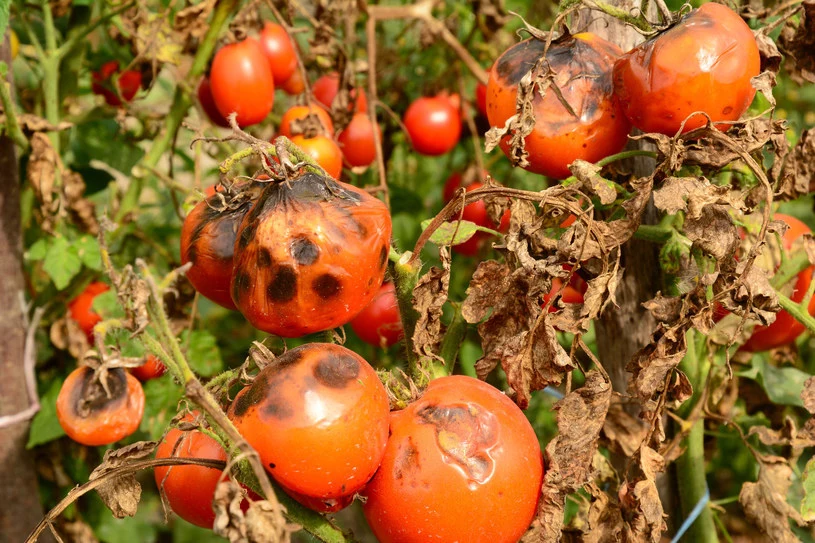 Zaraza ziemniaczana na pomidorach atakuje także niemal w pełni dojrzałe owoce rujnując cały okres upraw.
