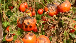 Dlaczego usychają i opadają kwiaty pomidorów?‌ To zły znak