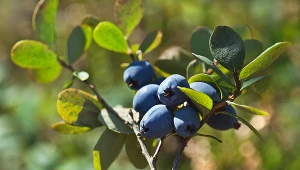 Liście borówki żółkną. Działaj szybko, a zdążysz ją uratować 